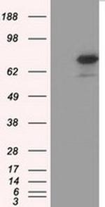 BMAL1 Antibody in Western Blot (WB)