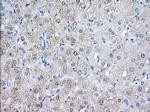 NXNL2 Antibody in Immunohistochemistry (Paraffin) (IHC (P))