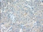 NXNL2 Antibody in Immunohistochemistry (Paraffin) (IHC (P))