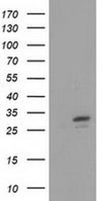 FHL1 Antibody in Western Blot (WB)
