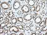KHK Antibody in Immunohistochemistry (Paraffin) (IHC (P))