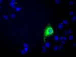C9orf41 Monoclonal Antibody (OTI6E4)