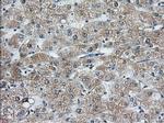 C9orf41 Antibody in Immunohistochemistry (Paraffin) (IHC (P))