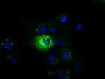 MPP3 Monoclonal Antibody (OTI8B11)