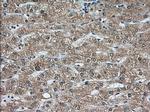 C9orf41 Antibody in Immunohistochemistry (Paraffin) (IHC (P))