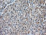 C9orf41 Antibody in Immunohistochemistry (Paraffin) (IHC (P))