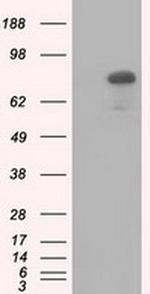 HID1 Antibody in Western Blot (WB)