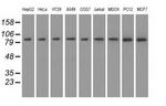 HID1 Antibody in Western Blot (WB)