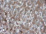 PANK2 Antibody in Immunohistochemistry (Paraffin) (IHC (P))