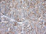 TTC32 Antibody in Immunohistochemistry (Paraffin) (IHC (P))