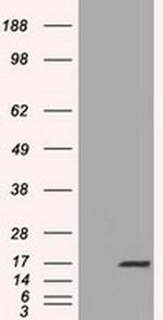TTC32 Antibody in Western Blot (WB)