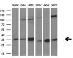 C21orf59 Antibody in Western Blot (WB)