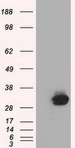 C21orf59 Antibody in Western Blot (WB)