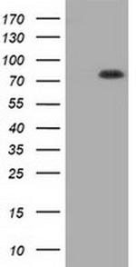 HID1 Antibody in Western Blot (WB)