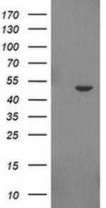 IDO2 Monoclonal Antibody (OTI1A4)