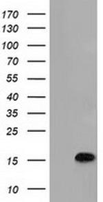 C15orf40 Monoclonal Antibody (OTI1D9)