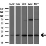 FADD Monoclonal Antibody (OTI1C11)