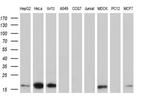 TMEM80 Antibody in Western Blot (WB)