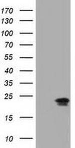 Ephrin A2 Antibody in Western Blot (WB)