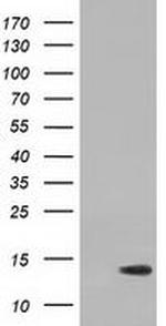 RIPPLY2 Antibody in Western Blot (WB)
