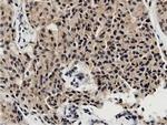 BTN1A1 Antibody in Immunohistochemistry (Paraffin) (IHC (P))