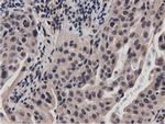 BTN1A1 Antibody in Immunohistochemistry (Paraffin) (IHC (P))