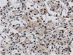 BTN1A1 Antibody in Immunohistochemistry (Paraffin) (IHC (P))