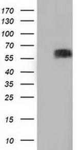 BTN1A1 Antibody in Western Blot (WB)