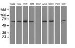 BTN1A1 Antibody in Western Blot (WB)