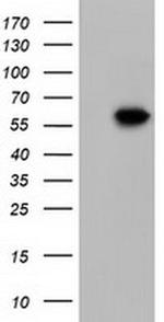 KLHL2 Antibody in Western Blot (WB)