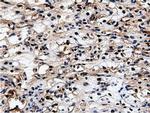 NT5D1 Antibody in Immunohistochemistry (Paraffin) (IHC (P))