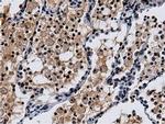 NT5D1 Antibody in Immunohistochemistry (Paraffin) (IHC (P))