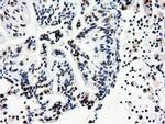 NT5D1 Antibody in Immunohistochemistry (Paraffin) (IHC (P))