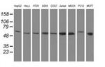 NT5D1 Antibody in Western Blot (WB)