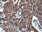 NT5D1 Antibody in Immunohistochemistry (Paraffin) (IHC (P))
