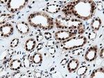 NT5D1 Antibody in Immunohistochemistry (Paraffin) (IHC (P))