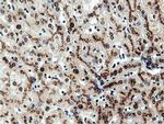 NT5D1 Antibody in Immunohistochemistry (Paraffin) (IHC (P))