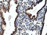 NT5D1 Antibody in Immunohistochemistry (Paraffin) (IHC (P))