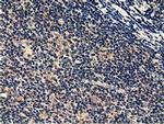 CBWD1 Antibody in Immunohistochemistry (Paraffin) (IHC (P))