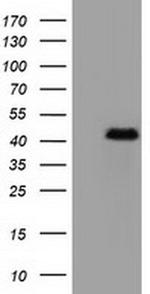 CBWD1 Antibody in Western Blot (WB)