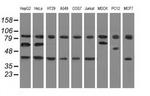 CBWD1 Antibody in Western Blot (WB)