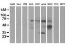 KLHL2 Antibody in Western Blot (WB)