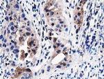 PEPD Antibody in Immunohistochemistry (Paraffin) (IHC (P))