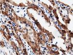 Adenylate Kinase 5 Antibody in Immunohistochemistry (Paraffin) (IHC (P))