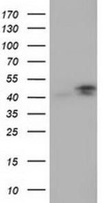 CBWD1 Antibody in Western Blot (WB)