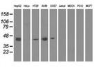 CBWD1 Antibody in Western Blot (WB)