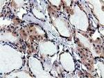 RBBP9 Antibody in Immunohistochemistry (Paraffin) (IHC (P))
