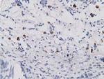 SDR9C7 Antibody in Immunohistochemistry (Paraffin) (IHC (P))