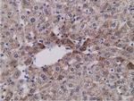 SDR9C7 Antibody in Immunohistochemistry (Paraffin) (IHC (P))