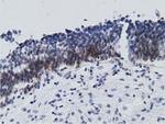 RBBP9 Antibody in Immunohistochemistry (Paraffin) (IHC (P))